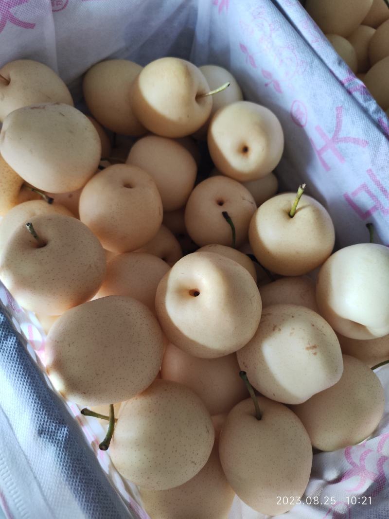 沃集鲜精品60四层带把皇冠梨