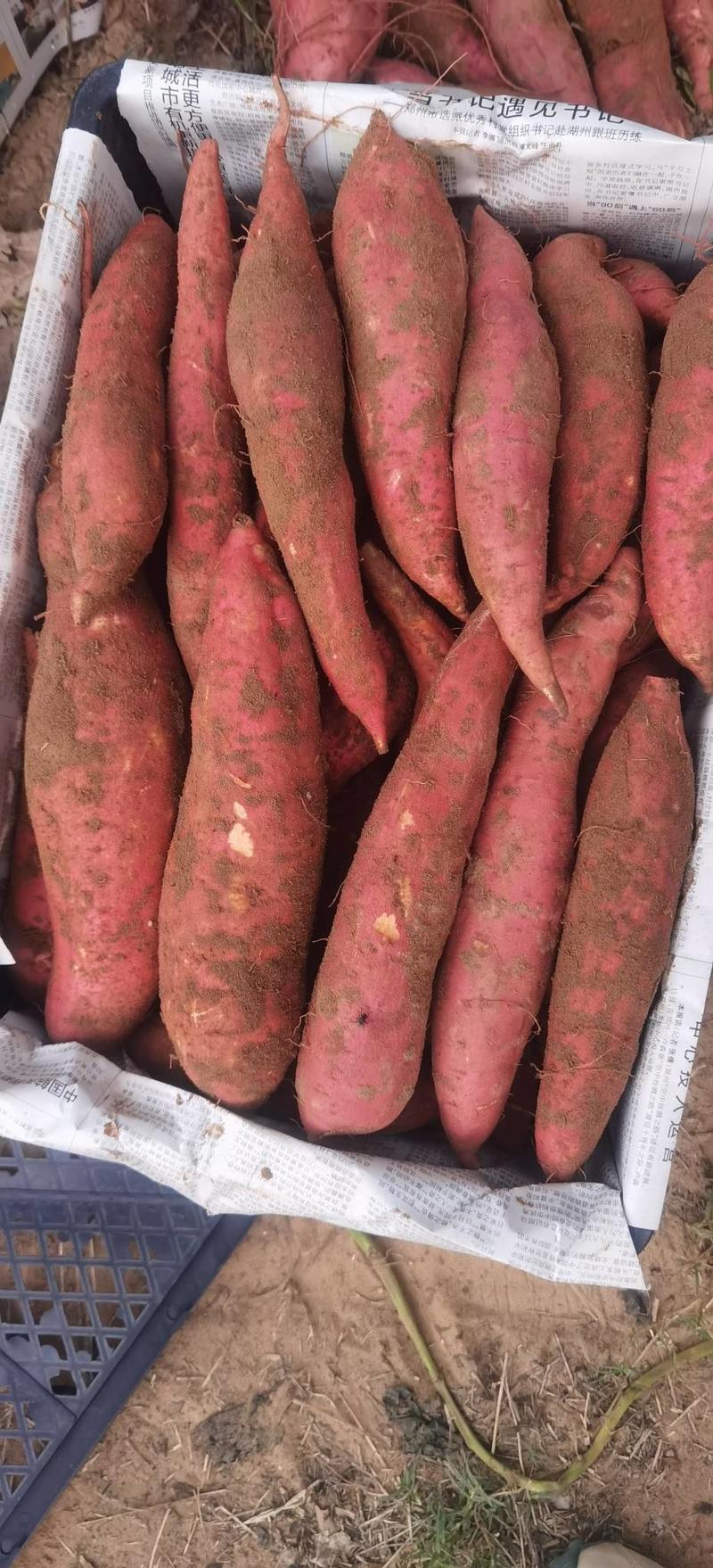 西瓜红蜜薯产地直发量大从优商超市场电商