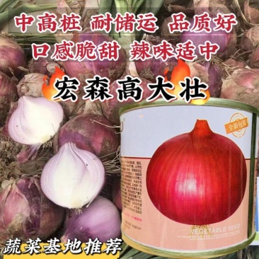 宏森高大壮洋葱种子紫红皮洋葱种子中高桩口感脆甜辣味适中