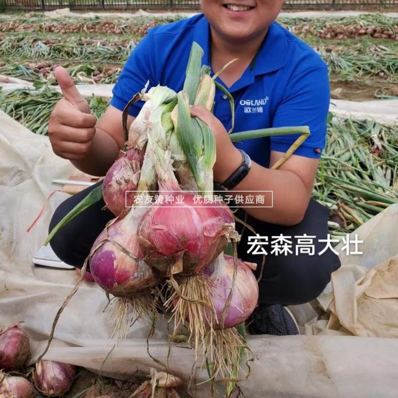 宏森高大壮洋葱种子紫红皮洋葱种子中高桩口感脆甜辣味适中