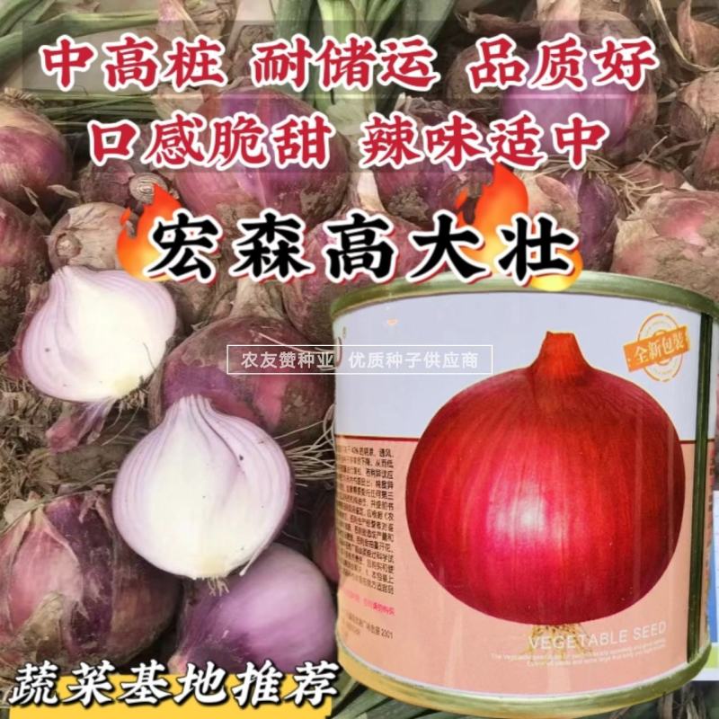 宏森高大壮洋葱种子紫红皮洋葱种子中高桩口感脆甜辣味适中