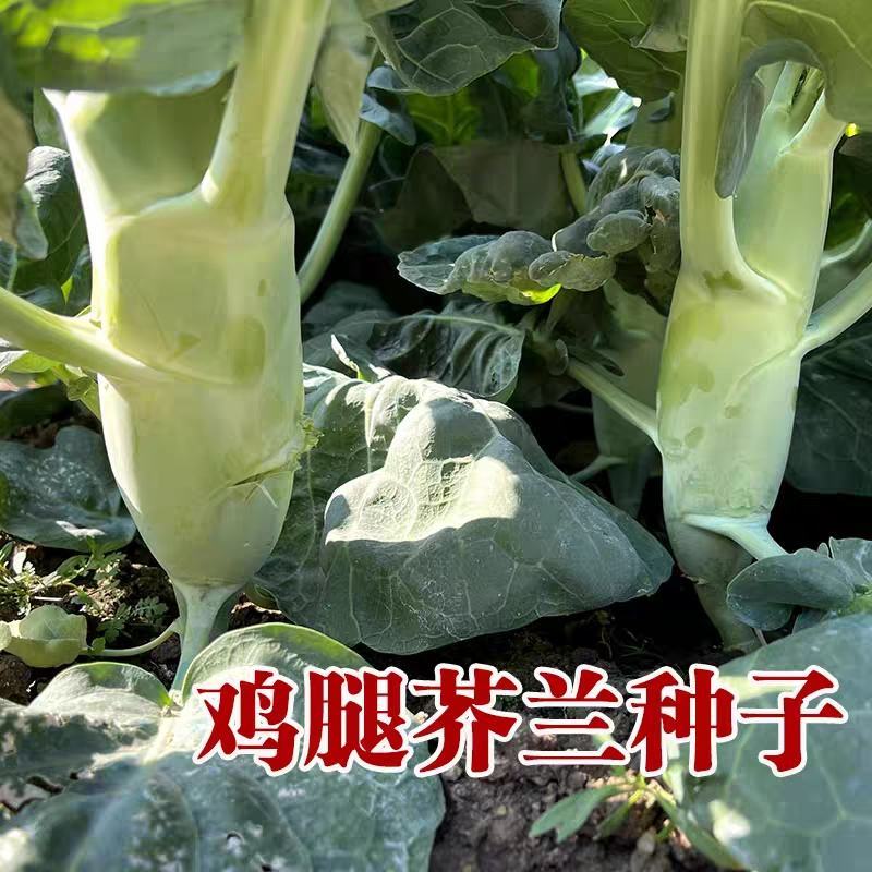 【推荐】四川鸡腿芥兰种子芥兰菜种籽生长速度快抗性强主苔粗