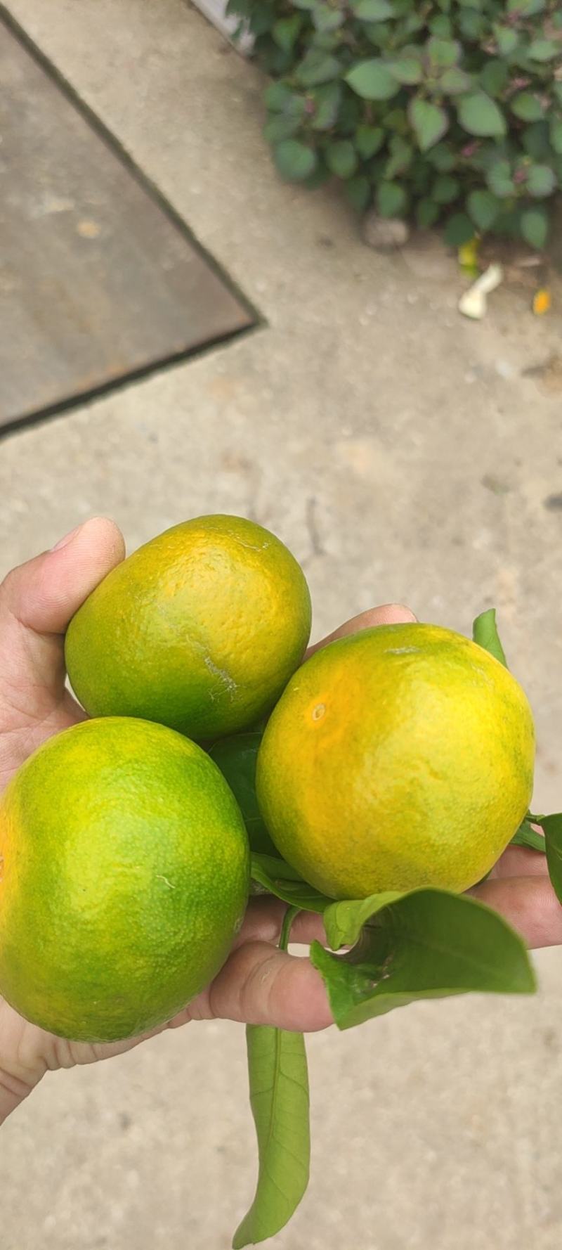特早蜜橘