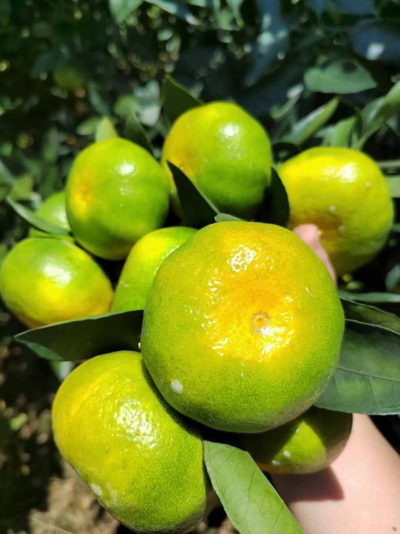 特早蜜橘