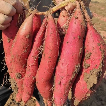 优质红薯秦薯5号红薯无虫眼产地直供保质保量欢迎来电