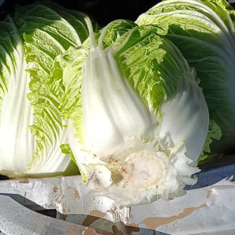 东北黄心大白菜