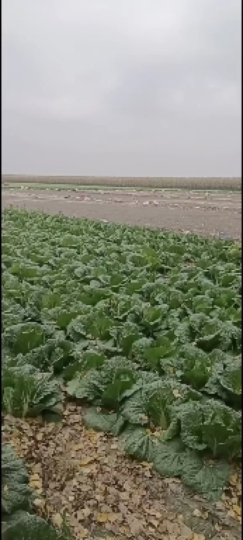 东北黄心大白菜