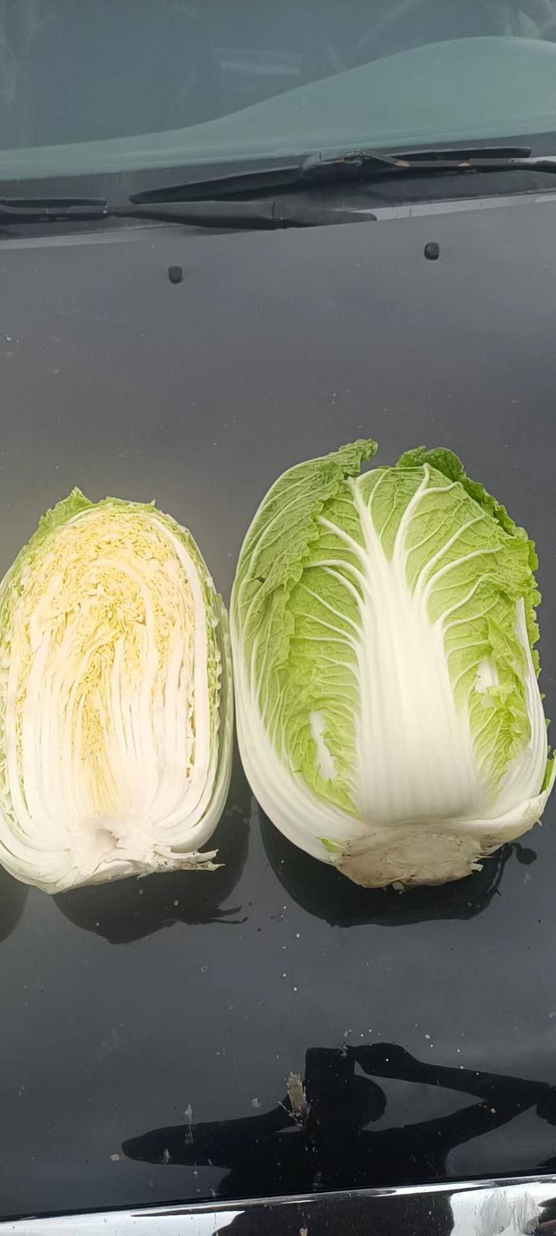 东北黄心大白菜