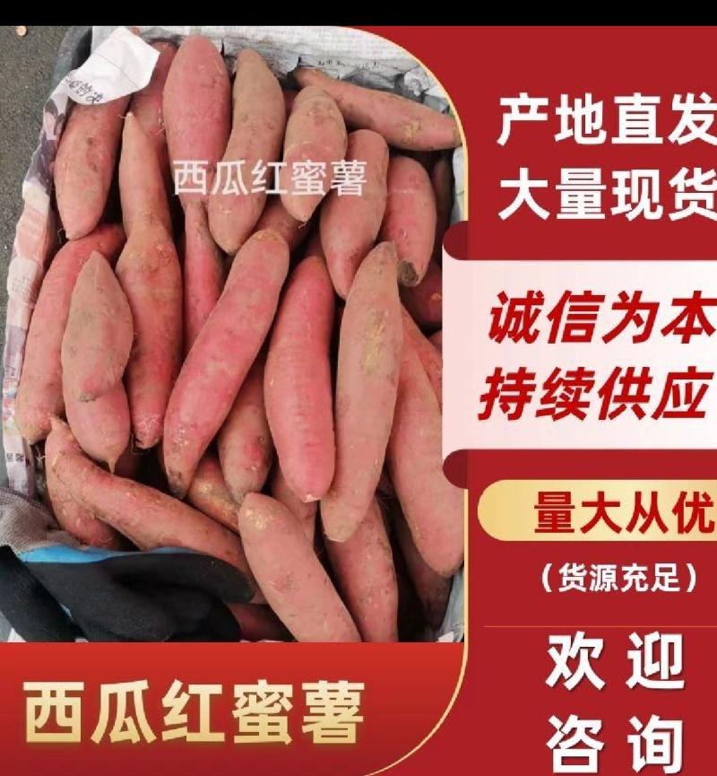 【红薯】精品西瓜红口感香甜，条形好，基地现挖现发