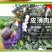 四川眉山爱媛38号果冻橙子柑橘水果供各大电商平台一件代发