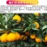 四川眉山爱媛38号果冻橙子柑橘水果供各大电商平台一件代发
