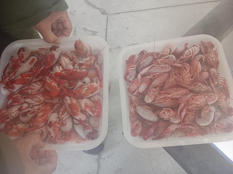 345清水虾，一件20斤