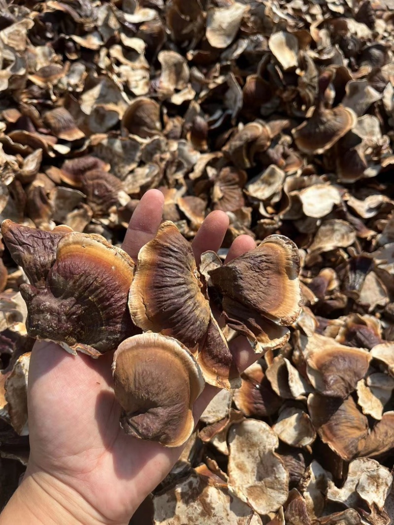 金边灵芝。灵芝基地直发，金边灵芝，自产自销。