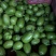 精选河南大棚青茄子、绿茄青茄内黄青茄大量上市品质好规格