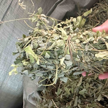 广西小叶鸡骨草，一手货源，产地直销，物美价廉，有大货