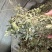 广西小叶鸡骨草，一手货源，产地直销，物美价廉，有大货