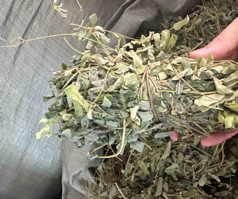 广西小叶鸡骨草，一手货源，产地直销，物美价廉，有大货