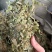 广西小叶鸡骨草，一手货源，产地直销，物美价廉，有大货