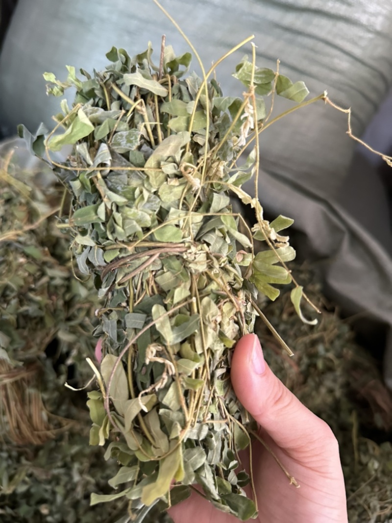 广西小叶鸡骨草，一手货源，产地直销，物美价廉，有大货