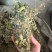 广西小叶鸡骨草，一手货源，产地直销，物美价廉，有大货