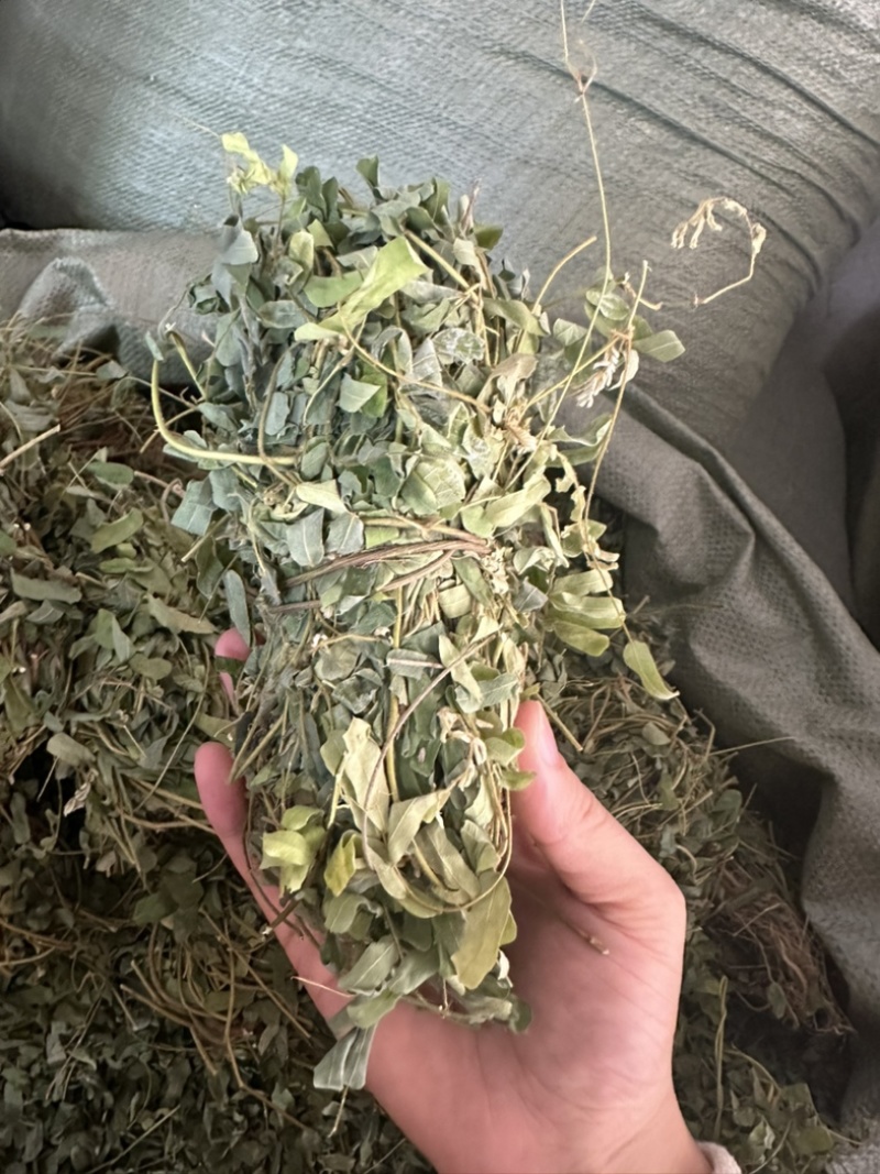 广西小叶鸡骨草，一手货源，产地直销，物美价廉，有大货