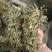广西小叶鸡骨草，一手货源，产地直销，物美价廉，有大货