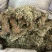 广西小叶鸡骨草，一手货源，产地直销，物美价廉，有大货