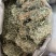 广西小叶鸡骨草，一手货源，产地直销，物美价廉，有大货