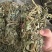 广西小叶鸡骨草，一手货源，产地直销，物美价廉，有大货