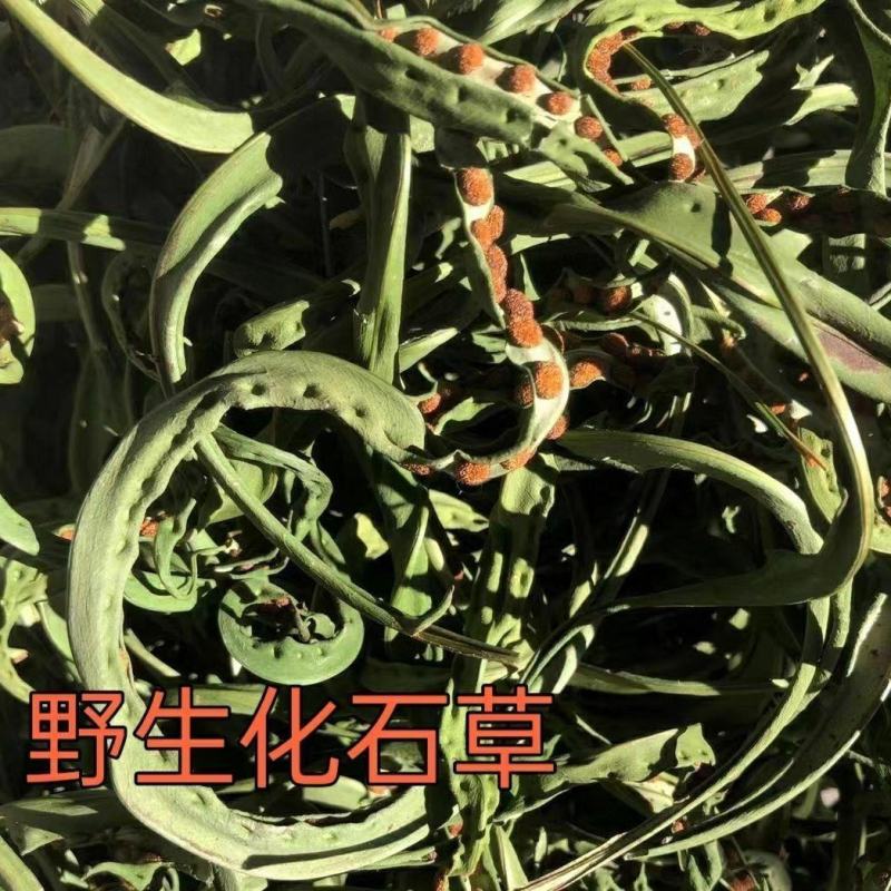 中药材正品野生云南化石草肾精草肾精茶长白山男性滋补去石