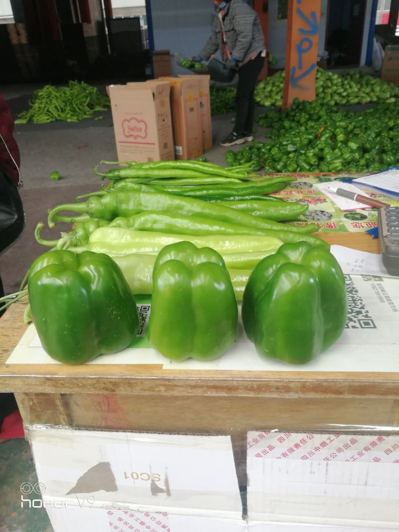 河南辣椒，精品辣椒大量上市，产地直供，量大从优一站式服务