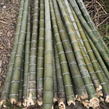 楠竹香蕉竹4.5米尾径4公分豆角架，冬瓜架，西红柿架产