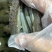 大连鲜食海参即食海参货源充足量大从优可供商超
