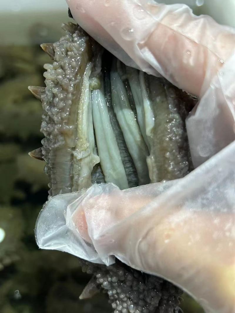 大连鲜食海参即食海参货源充足量大从优可供商超
