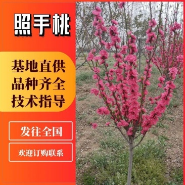 基地供应5公分6公分8公分照手桃带土球