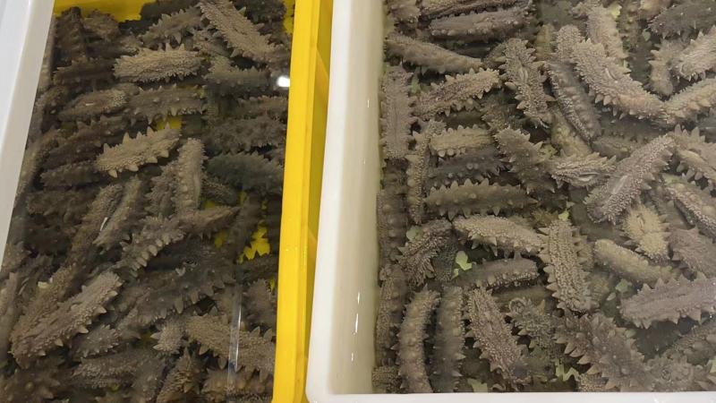 大连鲜食海参即食海参货源充足量大从优可供商超