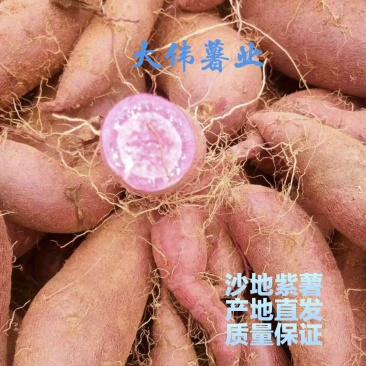 紫罗兰紫薯精品，种薯，袋装，箱装欢迎前来订购。