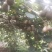 猕猴桃冬红