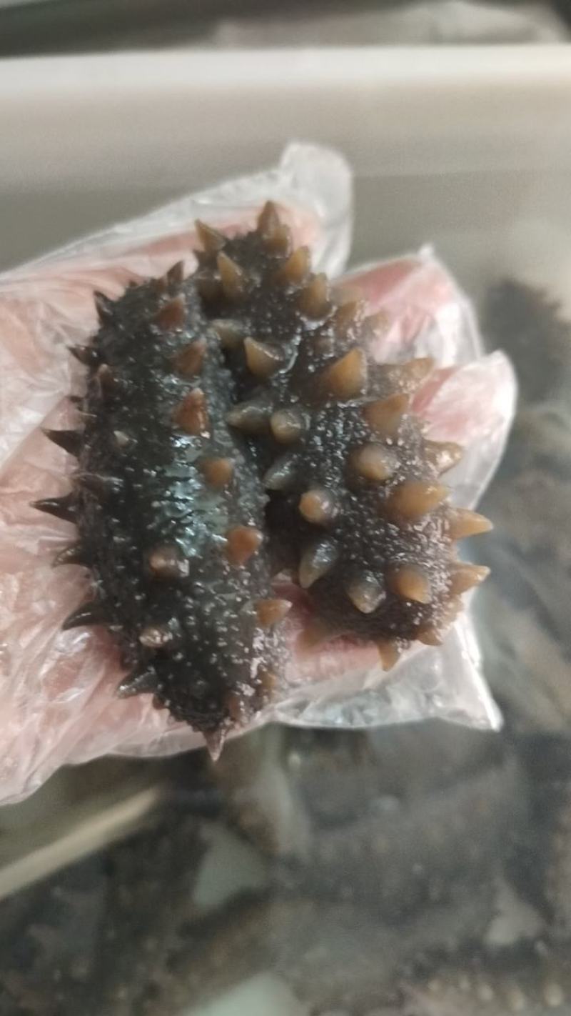 大连高刺海参高刺。货量充足。拉缸盐海参。半干海参。
