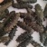 大连高刺海参高刺。货量充足。拉缸盐海参。半干海参。
