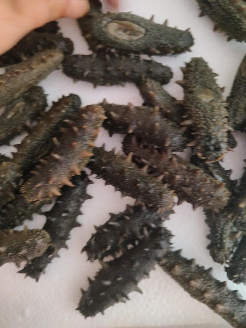 大连高刺海参高刺。货量充足。拉缸盐海参。半干海参。
