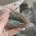 大连高刺海参高刺。货量充足。拉缸盐海参。半干海参。
