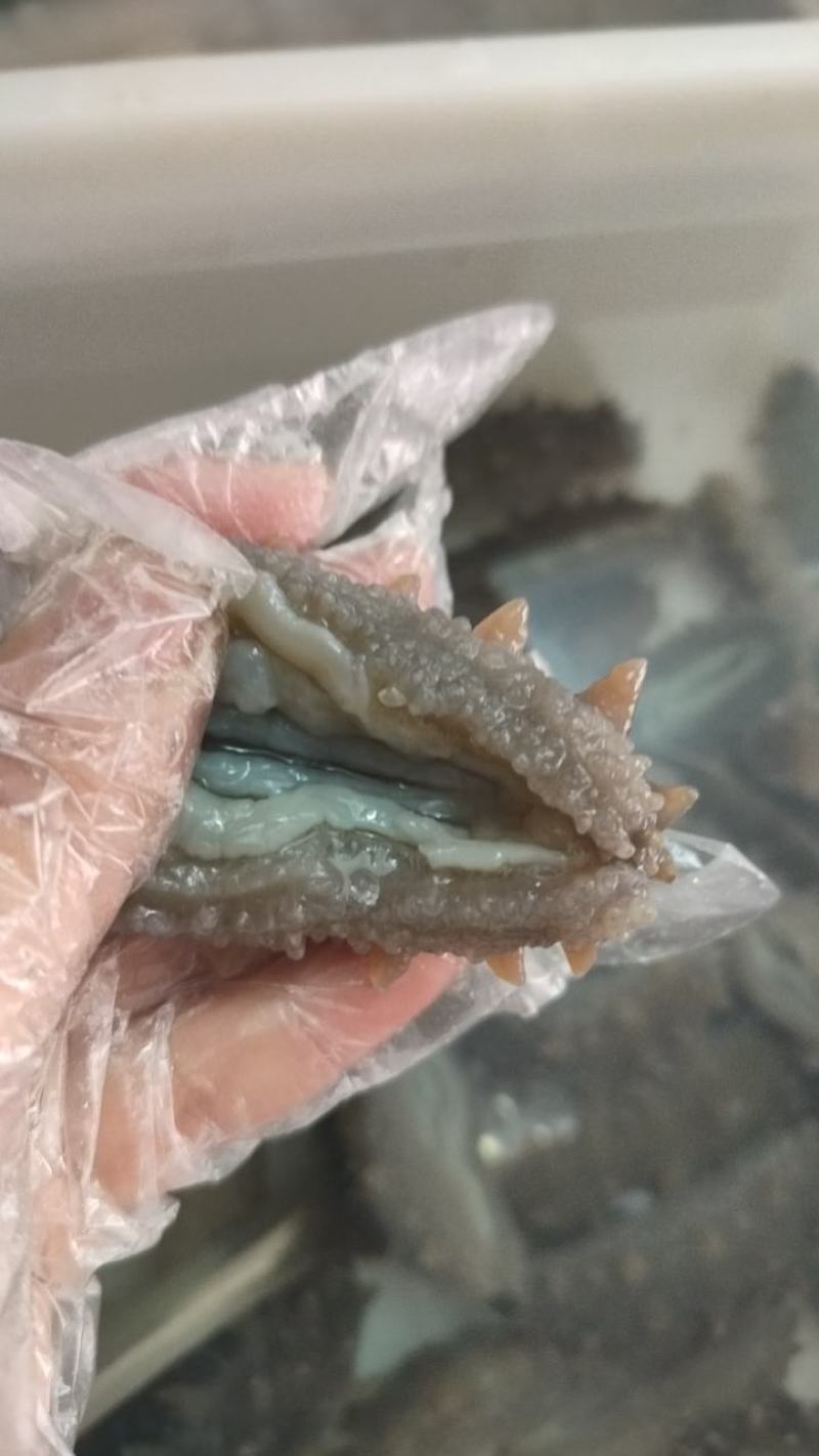 大连高刺海参高刺。货量充足。拉缸盐海参。半干海参。