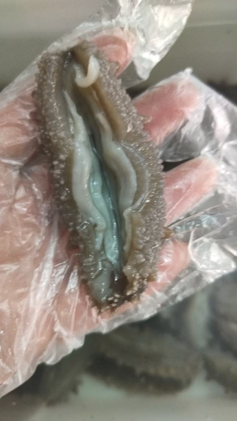 大连高刺海参高刺。货量充足。拉缸盐海参。半干海参。