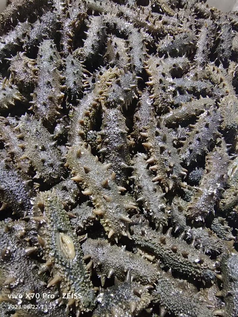 大连高刺海参高刺。货量充足。拉缸盐海参。半干海参。