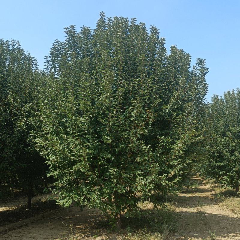 绚丽海棠，西府海棠，北美海棠，