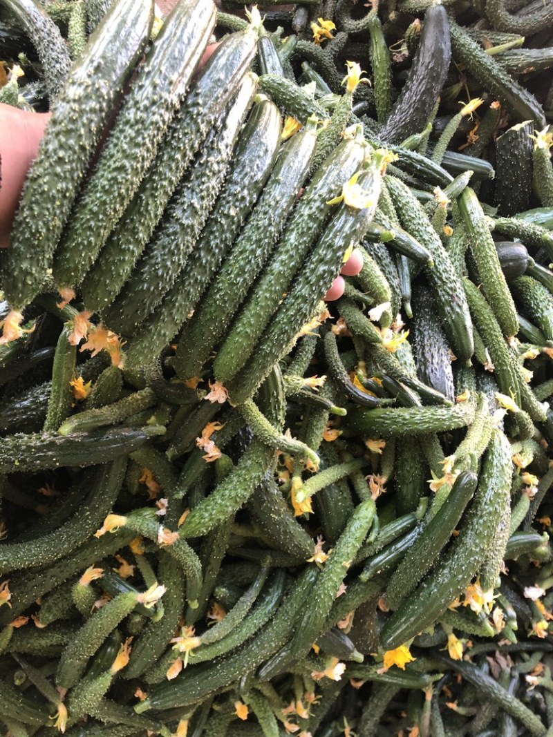 黄瓜扭，小黄瓜扭，鲜黄瓜扭