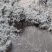 罗塔坪乡原产地莓茶