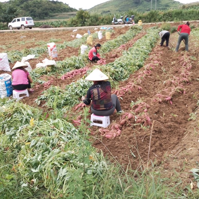 红心红薯