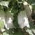 夏黑葡萄纯甜种植夏黑葡萄